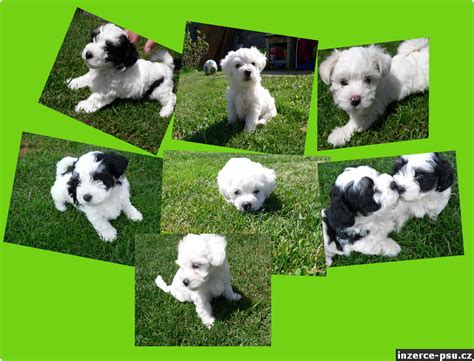 rodokmen havanského psíka