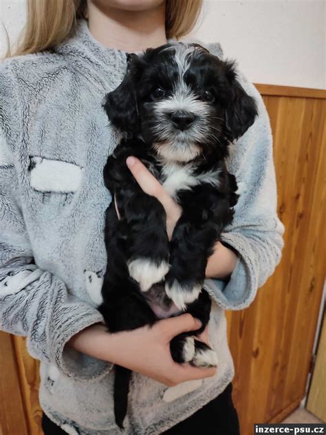 štěně havanského psíka a dítě