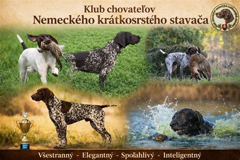 Stavba tela nemeckého krátkosrstého stavača