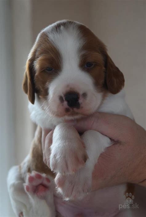 Šteniatka írskeho červenobieleho setra