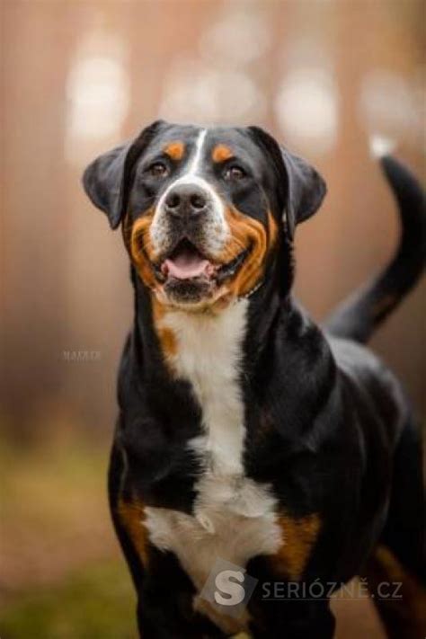 História Veľkého švajčiarskeho salašníckeho psa