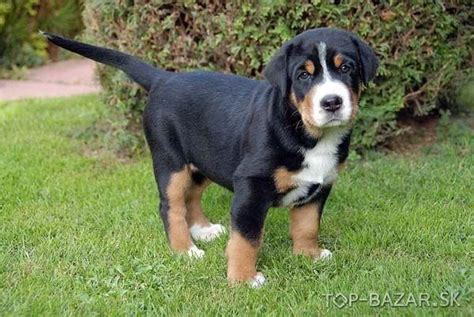 Veľký švajčiarsky salašnícky pes s deťmi