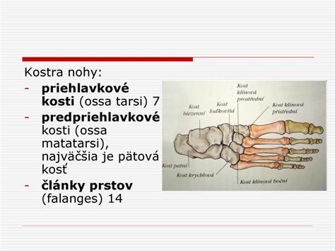 Pes žuvajúci surovú kosť
