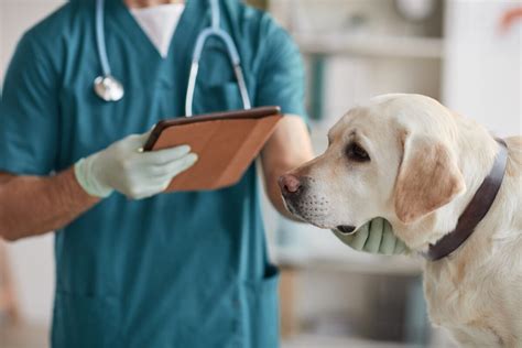 Pes u veterinára