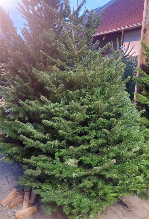 Rôzne druhy vianočných stromčekov