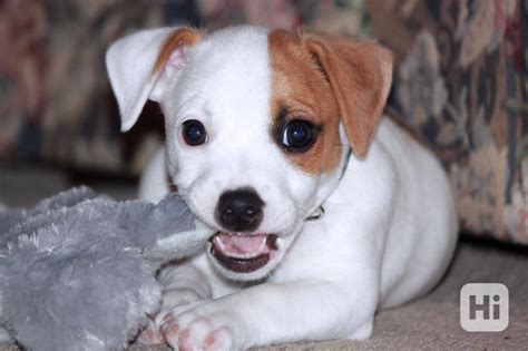 Šteniatko Jack Russell teriéra hrajúce sa s loptou