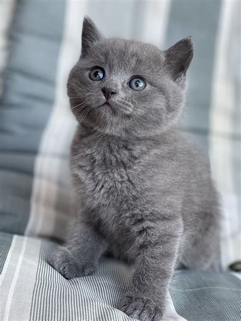 Mačka s monitorom aktivity na obojku