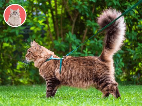 Mačka na vôdzke počas prechádzky