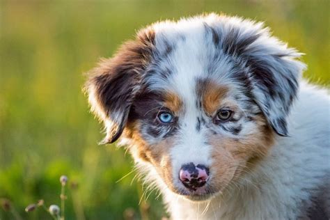 Austrálsky ovčiak pri hre