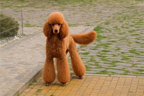 Ilustrácia trpasličieho pudla