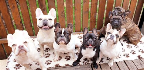Koláž rôznych farebných variantov francúzskych buldočkov
