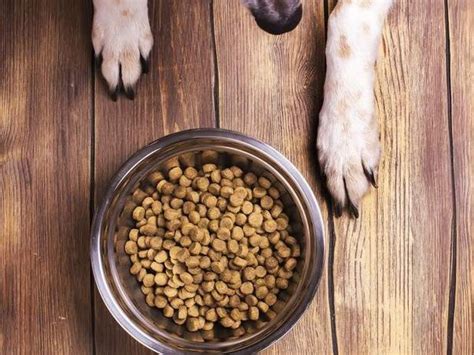 Kvalitné krmivo pre psov s rybím olejom