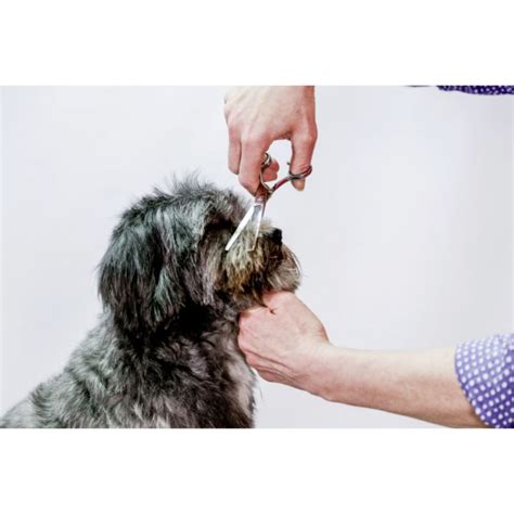 Rôzne typy kief na psiu srsť