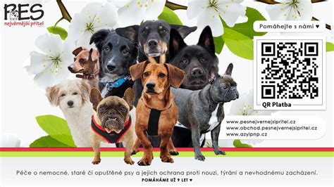 Pes s trasúcimi sa nohami