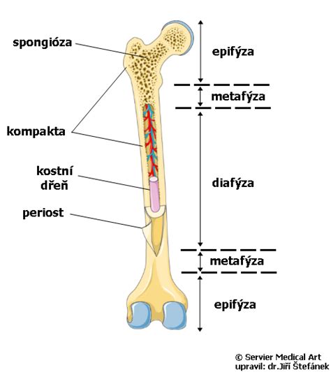 Schéma psích kostí a kĺbov