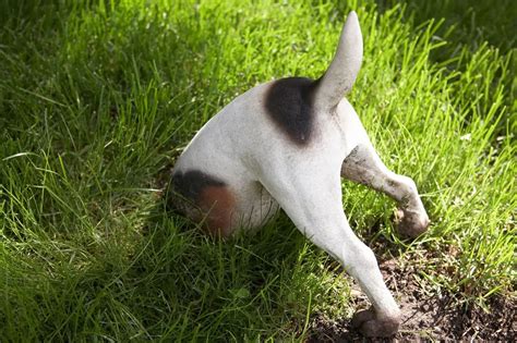 Pes hrabe dieru v zemi