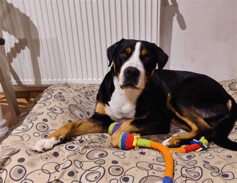 Pes s lopatkou a hračkami