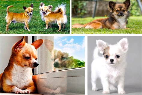 Štruktúra srsti krátkosrstej čivavy