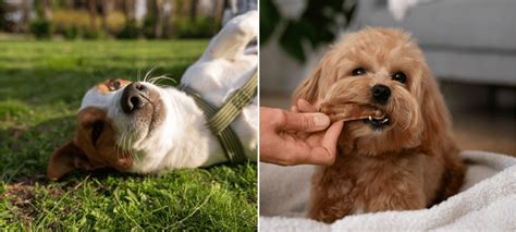 Pes s problémami s trávením