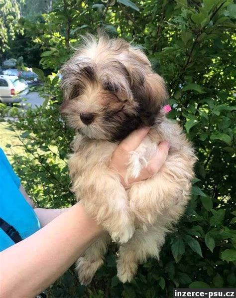 Havanský psík s dlhou, hodvábnou srsťou