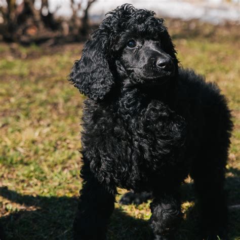 Ilustrácia zdravého zuboradia pudla