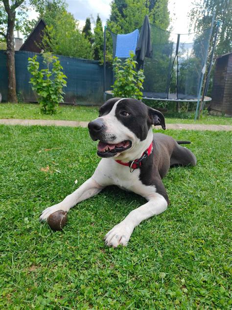 Fotografia psov v útulku Žiarsky Chlpáč