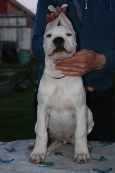 Šteniatka kríženca Rottweiler Argentínska doga