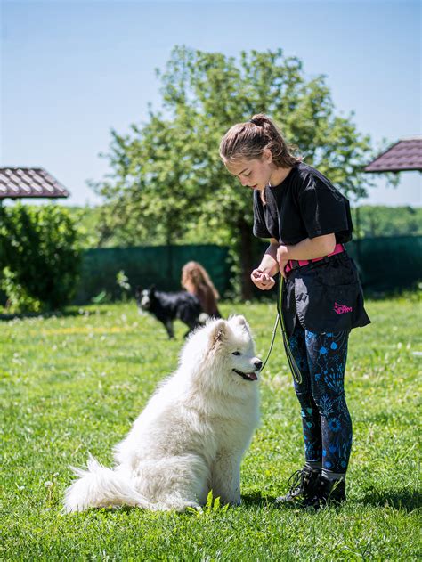 Ilustrácia rôznych výcvikových pomôcok pre psov