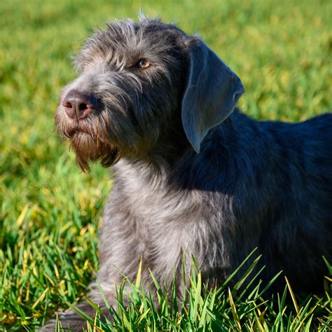 Hlava slovenského hrubosrstého stavača s typickým fúzom