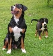 Detail hlavy appenzellského salašníckeho psa