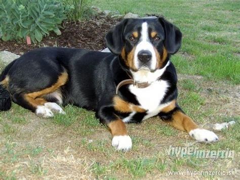 Appenzellský salašnícky pes pri hre