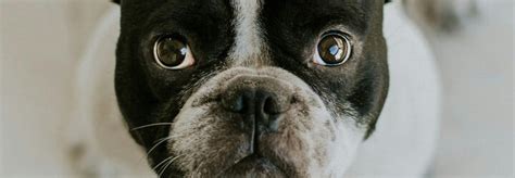 Ilustrácia rôznych plemien psov vhodných do bytu