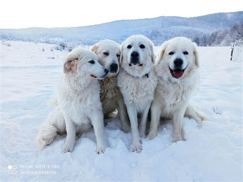 Pes slovenský ovčiarsky