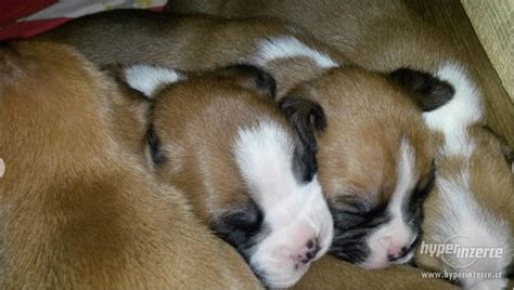 Šteňa nemeckého boxera pri miske s krmivom