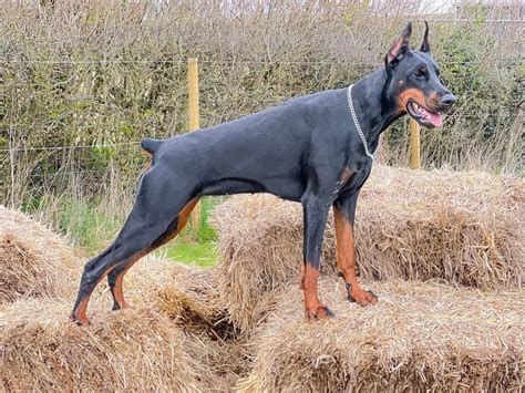 Doberman pripravený k akcii