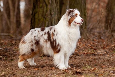 Šteniatko austrálskeho ovčiaka red merle