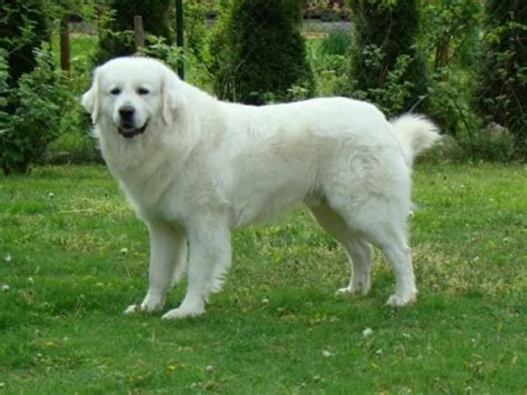 Slovenský čuvač v horskej krajine