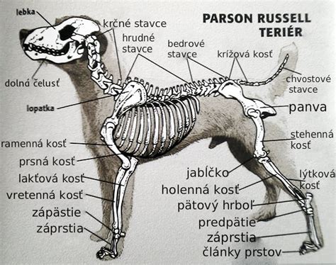 Štruktúra srsti bradáča