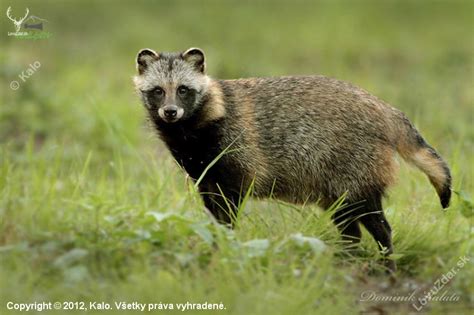 Psík medvedíkovitý v jeho prirodzenom prostredí