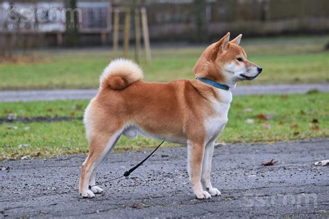 Šiba Inu v prírode