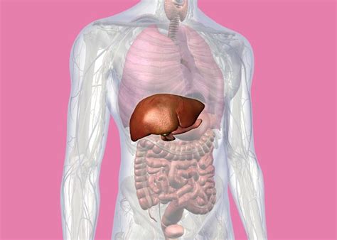 Ilustrácia príznakov ochorenia pečene u psa