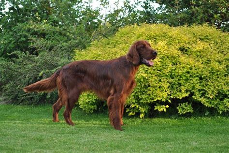 Írsky seter s elegantnou postavou a gaštanovou srsťou