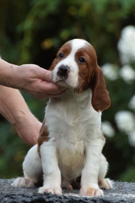 Šteniatko írskeho setra hravé na záhrade