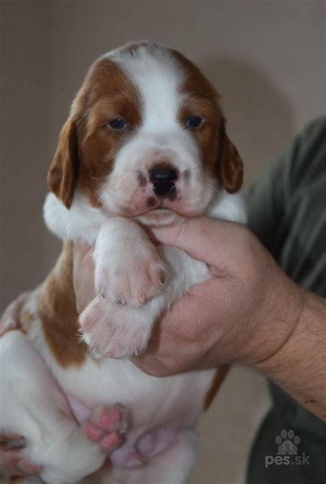 Štruktúra srsti írskeho setra