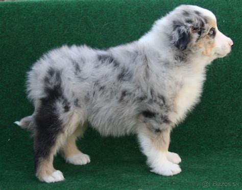 Športujúci miniatúrny americký ovčiak