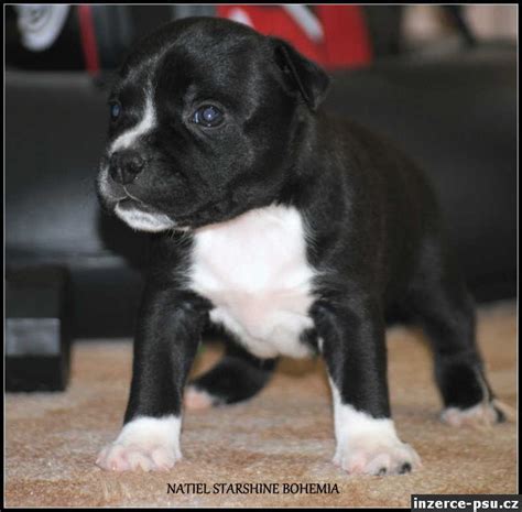 Staffordshirský bulteriér v postoji