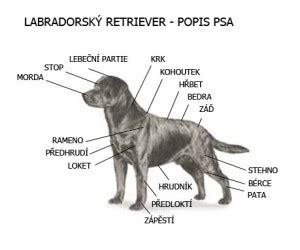 Štandardná stavba tela labradorského retrievera