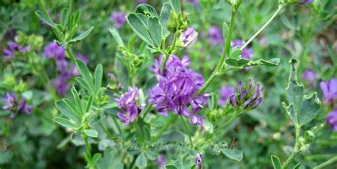 Lucerna siata (Alfalfa)