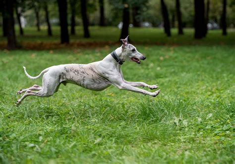 Whippet