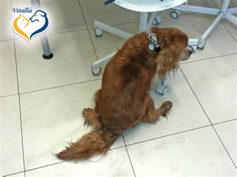 Pes s príznakmi degeneratívnej myelopatie